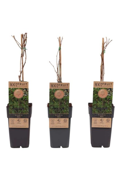 Актинідія гостролиста Вейк ціна